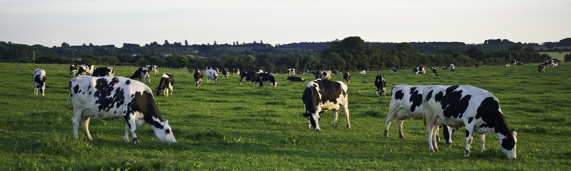 A photo of cows in a pasture