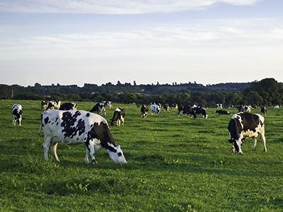 A photo of cows in a pasture